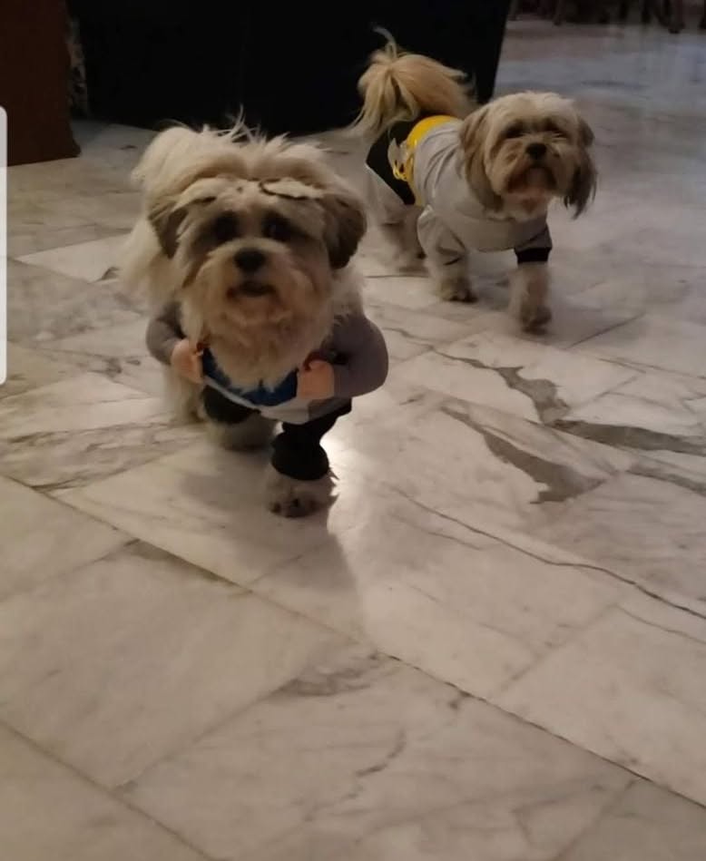 Coco & Luna - Pomeranias