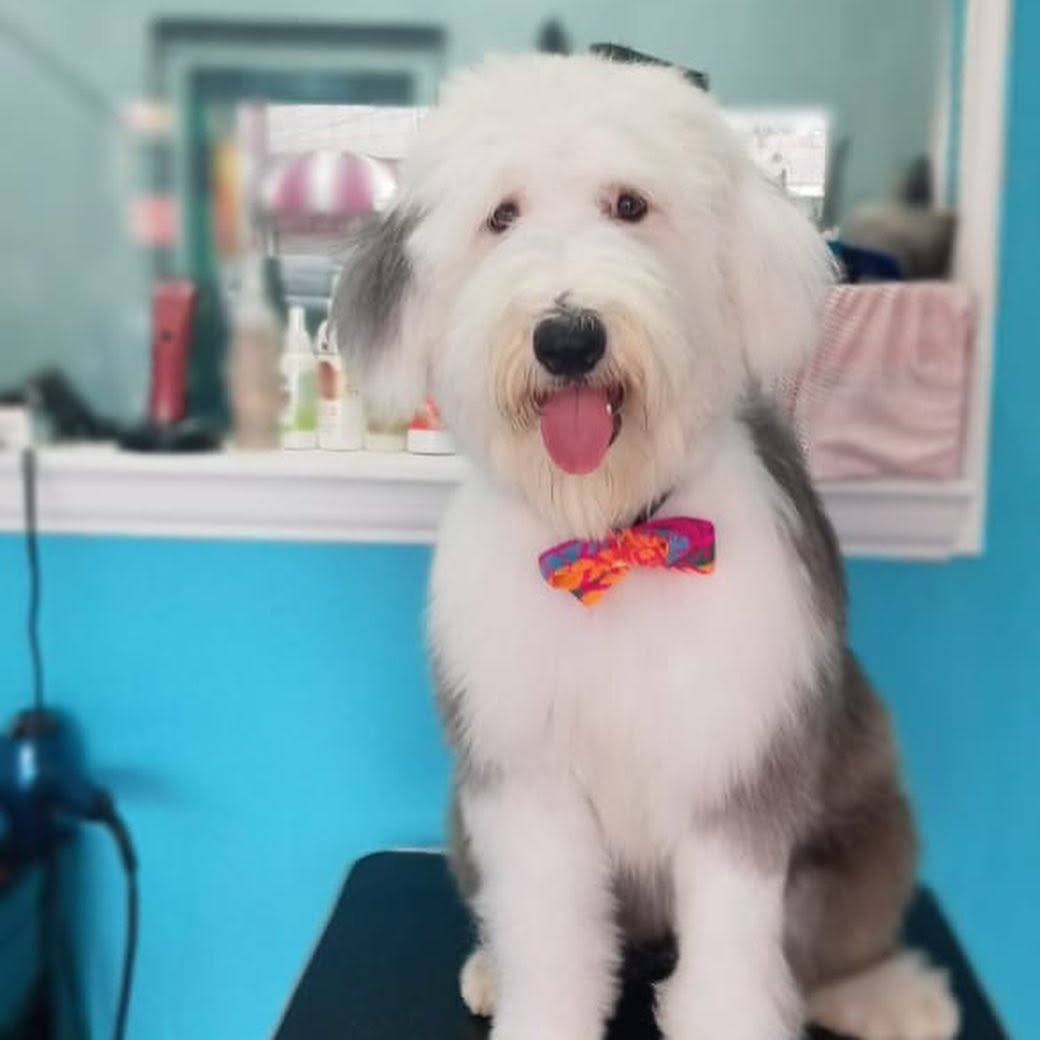 Milo - Poodle Caniche