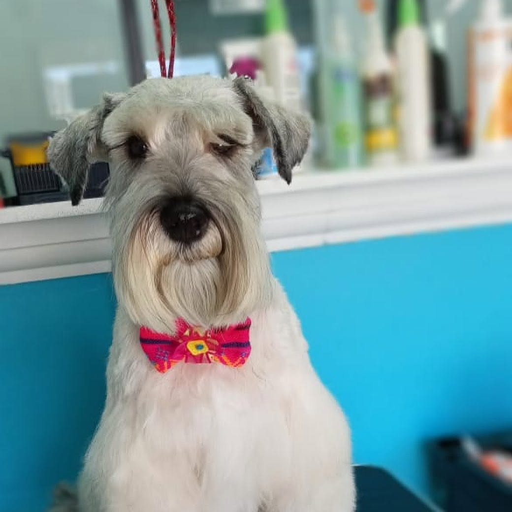 Rocky - Schnauzer Miniatura