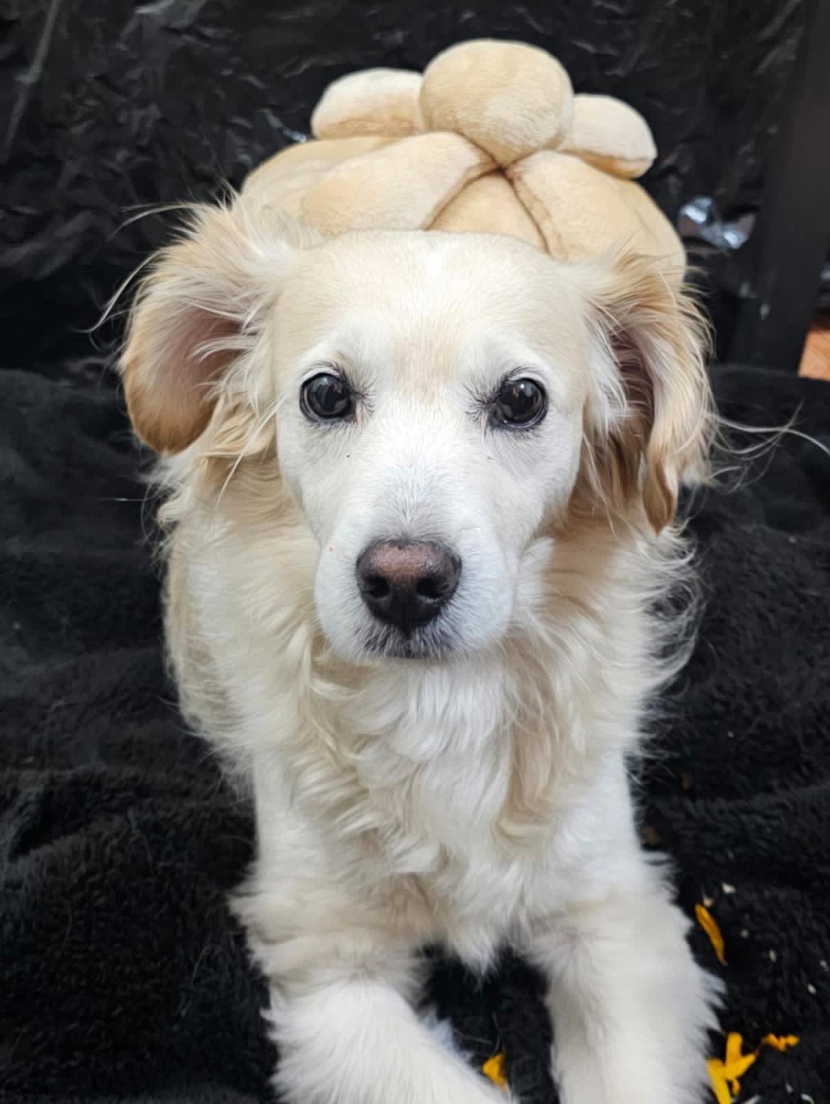 Bella - Golden Retriever